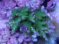 画像1: No.7 フィジー産 スゲミドリイシ (1)