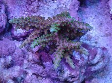 画像1: No.8 フィジー産 浅場ミドリイシ (1)