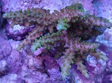 画像2: No.8 フィジー産 浅場ミドリイシ (2)