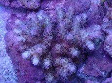 画像1: No.9 フィジー産 カドエダミドリイシ (1)