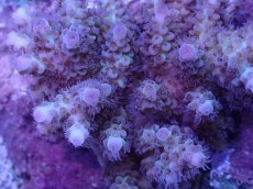 画像2: No.9 フィジー産 カドエダミドリイシ (2)