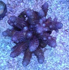 画像1: No.10 フィジー産 ツツユビミドリイシ パープル (1)