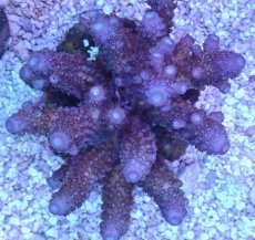 画像2: No.10 フィジー産 ツツユビミドリイシ パープル (2)