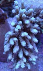 画像1: No.11 バーミキュラータ (1)