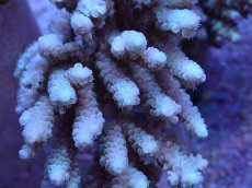 画像2: No.11 バーミキュラータ (2)