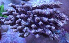 画像1: No.12 バーミキュラータ (1)