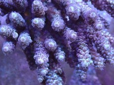 画像2: No.12 バーミキュラータ (2)