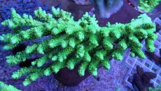 画像1: No.14 バーミキュラータ (1)