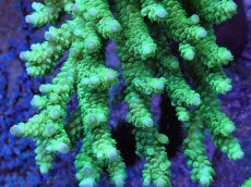 画像2: No.14 バーミキュラータ (2)