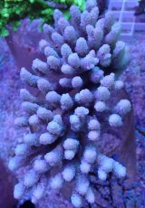 画像1: No.15 バーミキュラータ (1)