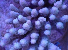 画像2: No.15 バーミキュラータ (2)