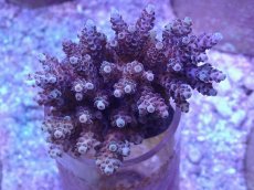 画像1: No.16 フィジー産 クシハダミドリイシ (1)