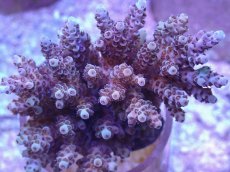 画像2: No.16 フィジー産 クシハダミドリイシ (2)