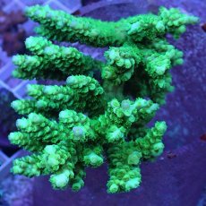 画像1: No.17 バーミキュラータ (1)