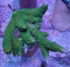 画像1: No.18 オーストラリア産 ヤスリミドリイシ (1)