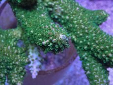 画像2: No.18 オーストラリア産 ヤスリミドリイシ (2)