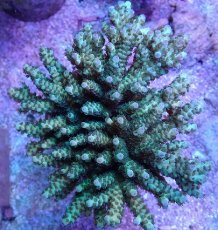 画像1: No.19 フィジー産 カドエダミドリイシ (1)