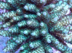 画像2: No.19 フィジー産 カドエダミドリイシ (2)