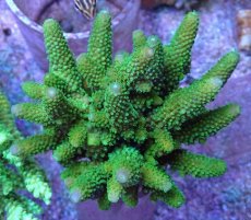 画像1: No.20 フィジー産 ツツユビミドリイシ (1)