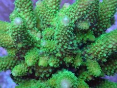 画像2: No.20 フィジー産 ツツユビミドリイシ (2)