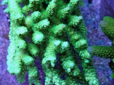 画像2: No.21 バーミキュラータ (2)