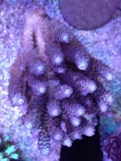 画像1: No.22 バーミキュラータ (1)