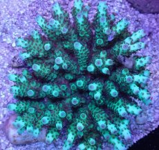 画像1: No.23 フィジー産 カドエダミドリイシ (1)