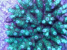 画像2: No.23 フィジー産 カドエダミドリイシ (2)