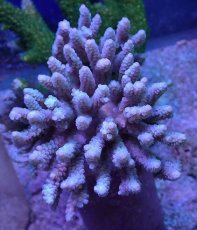 画像1: No.25 バーミキュラータ (1)