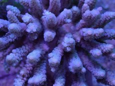 画像2: No.25 バーミキュラータ (2)