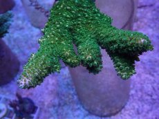 画像2: No.26 オーストラリア産 ヤスリミドリイシ (2)