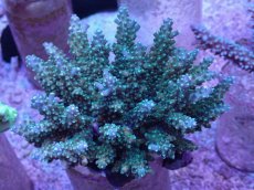 画像1: No.27 フィジー産 浅場ミドリイシ (1)