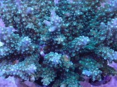 画像2: No.27 フィジー産 浅場ミドリイシ (2)