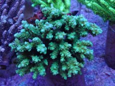 画像1: No.28 浅場ミドリイシ (1)