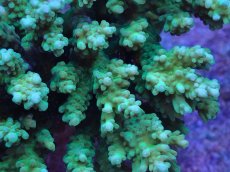 画像2: No.28 浅場ミドリイシ (2)