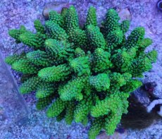 画像1: No.29 フィジー産 ツツユビミドリイシ (1)