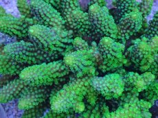 画像2: No.29 フィジー産 ツツユビミドリイシ (2)