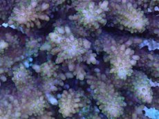 画像2: No.30 フィジー産 浅場ミドリイシ (2)