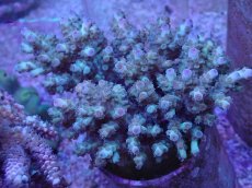 画像1: No.31 フィジー産 カドエダミドリイシ (1)