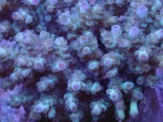 画像2: No.31 フィジー産 カドエダミドリイシ (2)