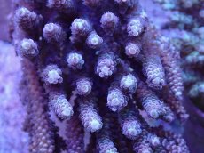 画像2: No.32 バーミキュラータ (2)