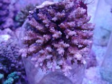 画像1: No.33 ツツハナガサミドリイシ (1)