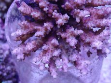 画像2: No.33 ツツハナガサミドリイシ (2)