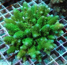 画像1: No.35 フィジー産 ツツユビミドリイシ (1)