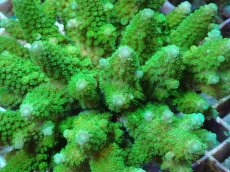 画像2: No.35 フィジー産 ツツユビミドリイシ (2)