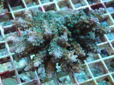 画像1: No.36 浅場ミドリイシ (1)