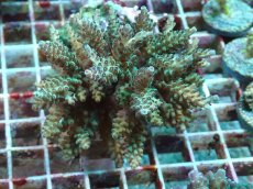 画像1: No.37 フィジー産 浅場ミドリイシ (1)