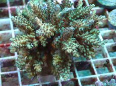 画像2: No.37 フィジー産 浅場ミドリイシ (2)