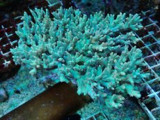 画像1: No.38 深場ミドリイシ　ポリプピンク (1)