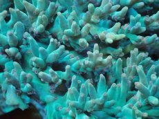 画像2: No.38 深場ミドリイシ　ポリプピンク (2)